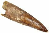 Real Fossil Spinosaurus Tooth - Huge Dinosaur Tooth #272444-1